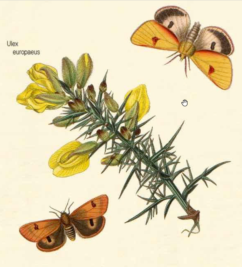 ulex europaeus